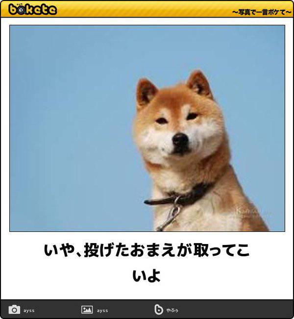 動物のボケて貼って下さい