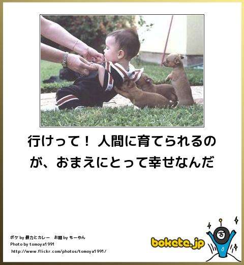 動物のボケて貼って下さい