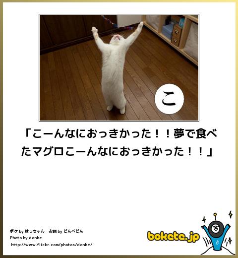 動物のボケて貼って下さい