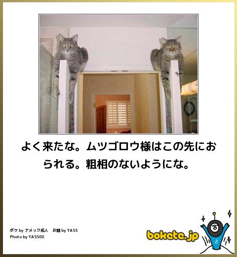 動物のボケて貼って下さい