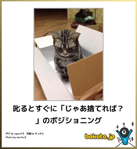 動物のボケて貼って下さい