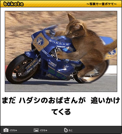動物のボケて貼って下さい
