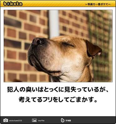動物のボケて貼って下さい