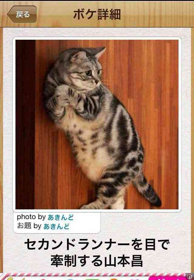 動物のボケて貼って下さい