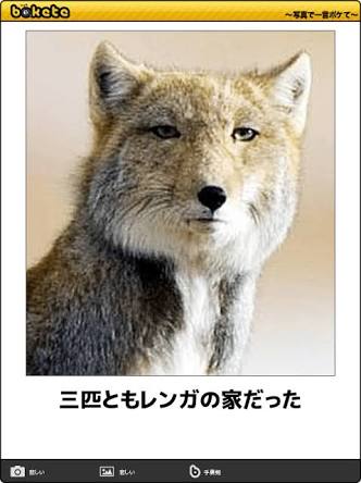 動物のボケて貼って下さい