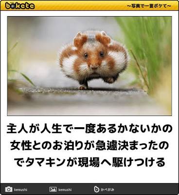 動物のボケて貼って下さい