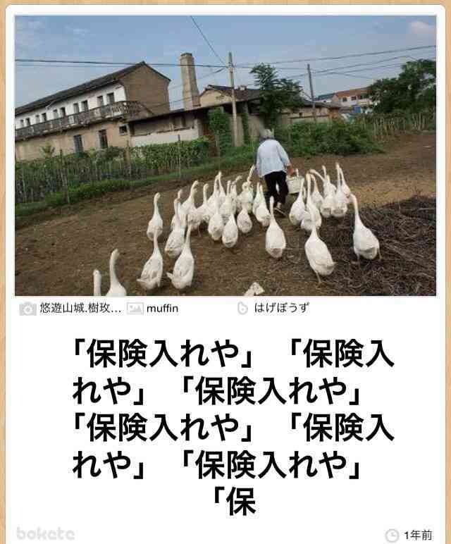 動物のボケて貼って下さい