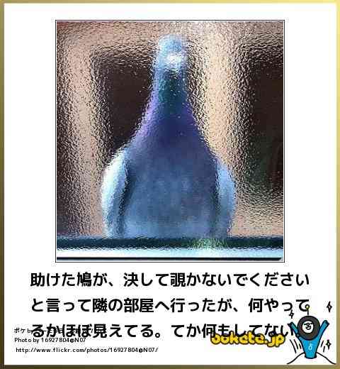 動物のボケて貼って下さい