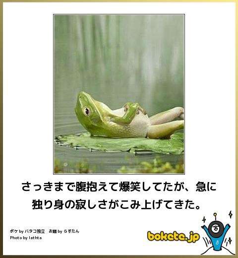 動物のボケて貼って下さい
