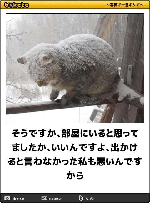 動物のボケて貼って下さい
