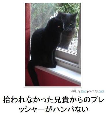 動物のボケて貼って下さい