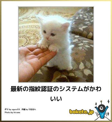 動物のボケて貼って下さい