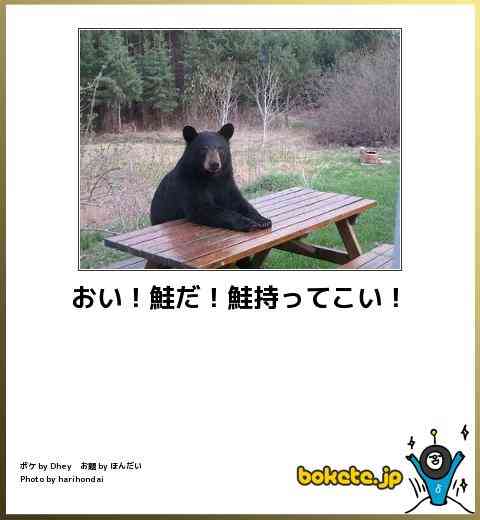 動物のボケて貼って下さい