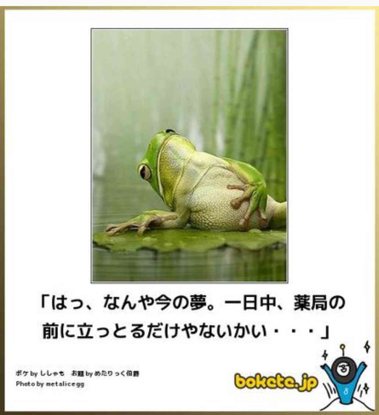 動物のボケて貼って下さい