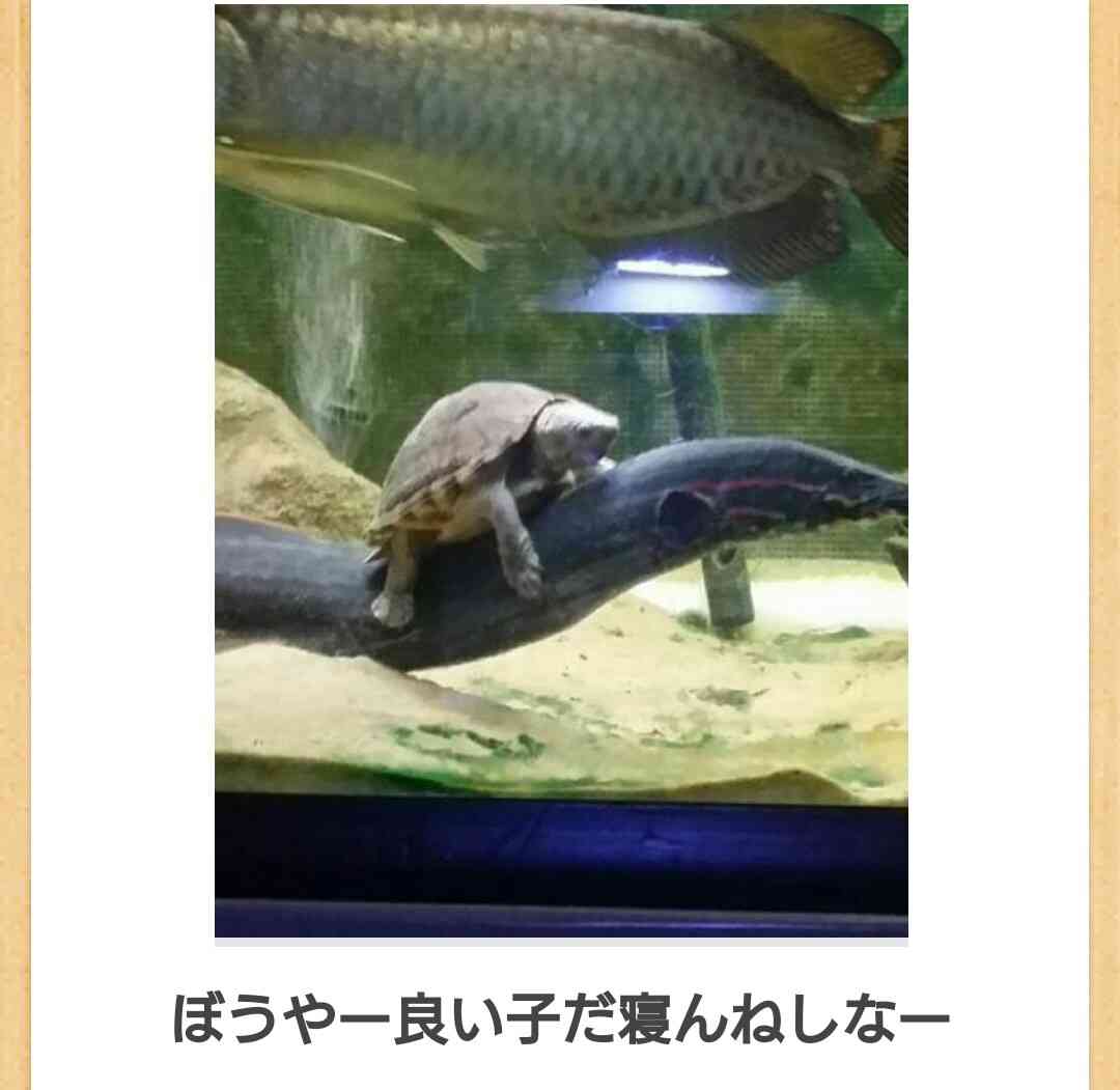 動物のボケて貼って下さい