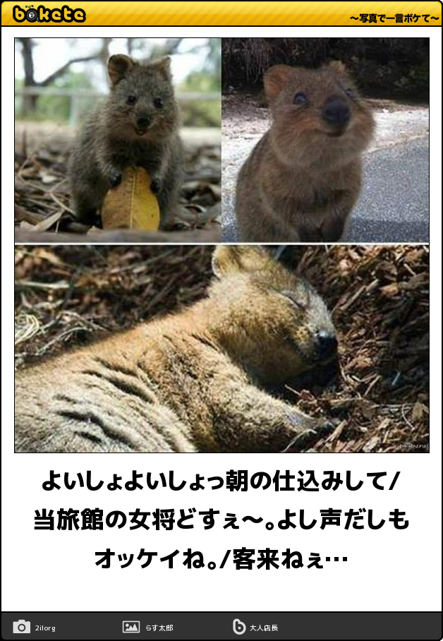 動物のボケて貼って下さい