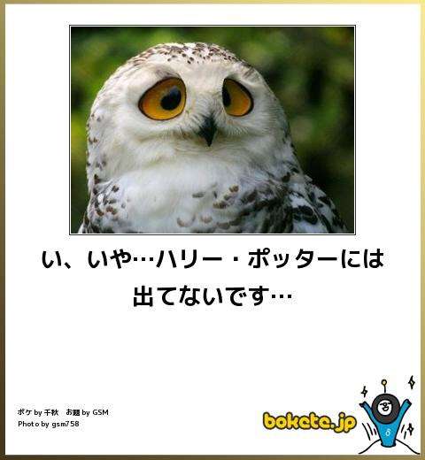 動物のボケて貼って下さい