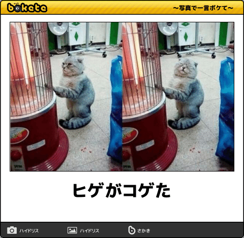 動物のボケて貼って下さい