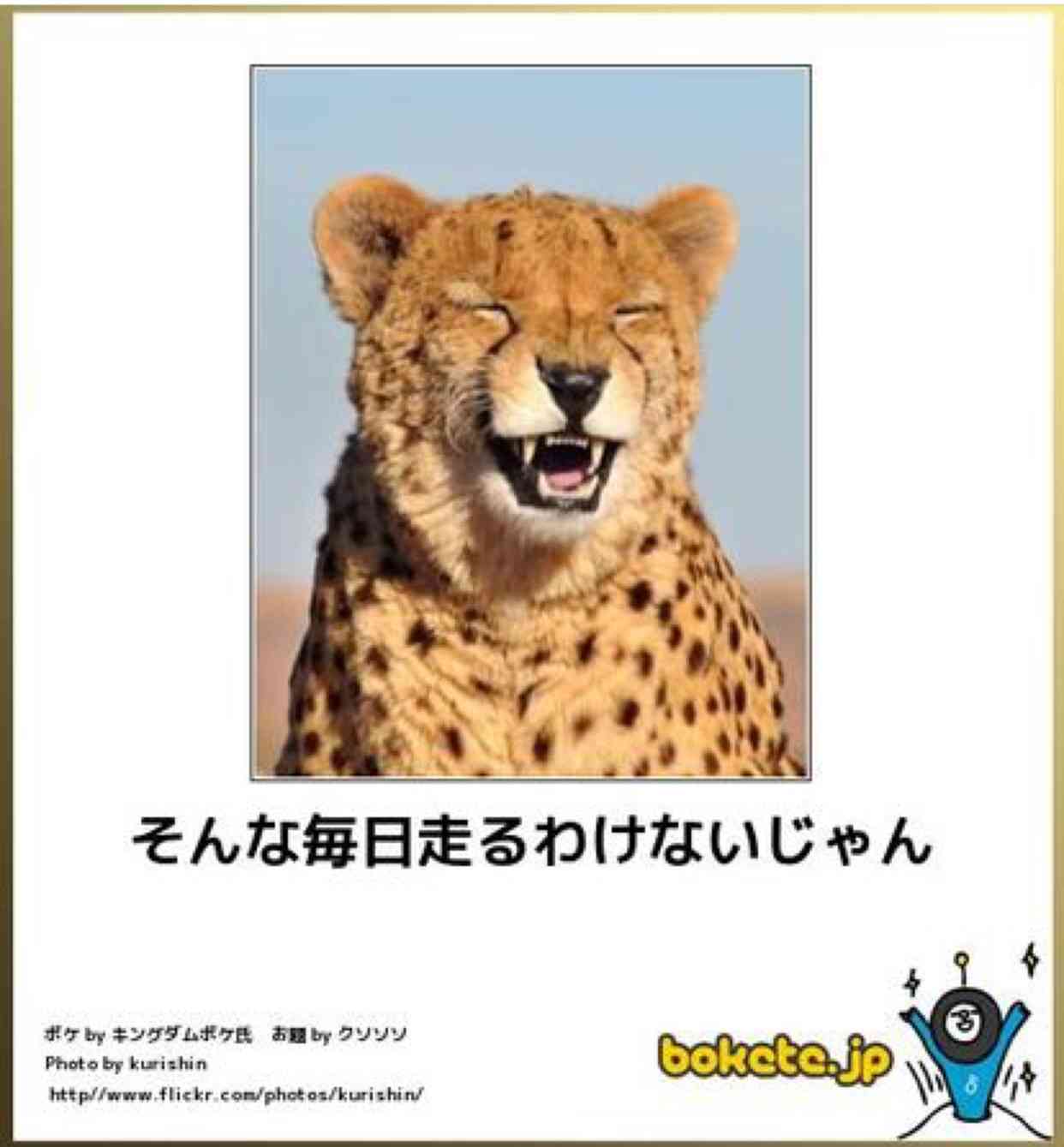 動物のボケて貼って下さい