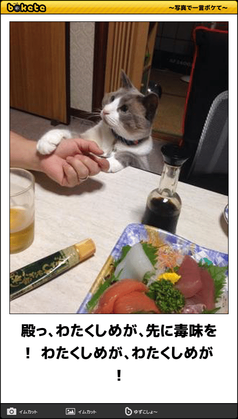 動物のボケて貼って下さい