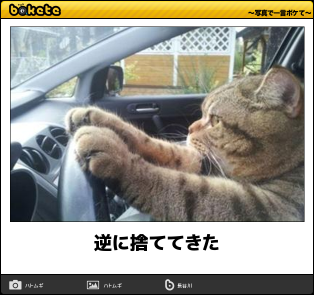 動物のボケて貼って下さい