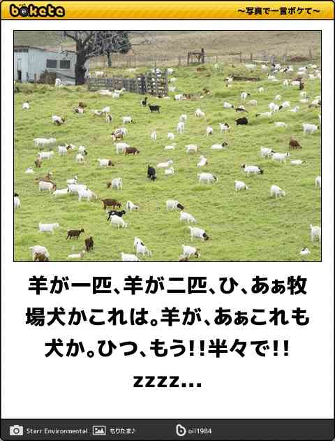 動物のボケて貼って下さい