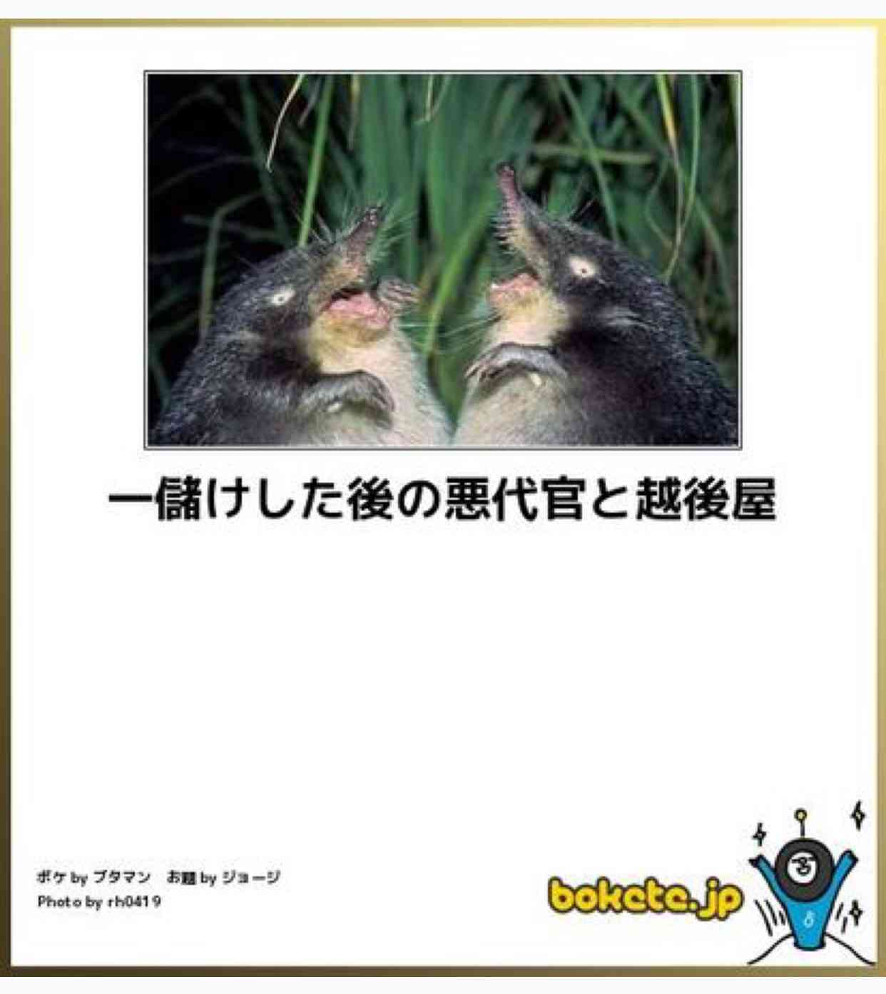 動物のボケて貼って下さい
