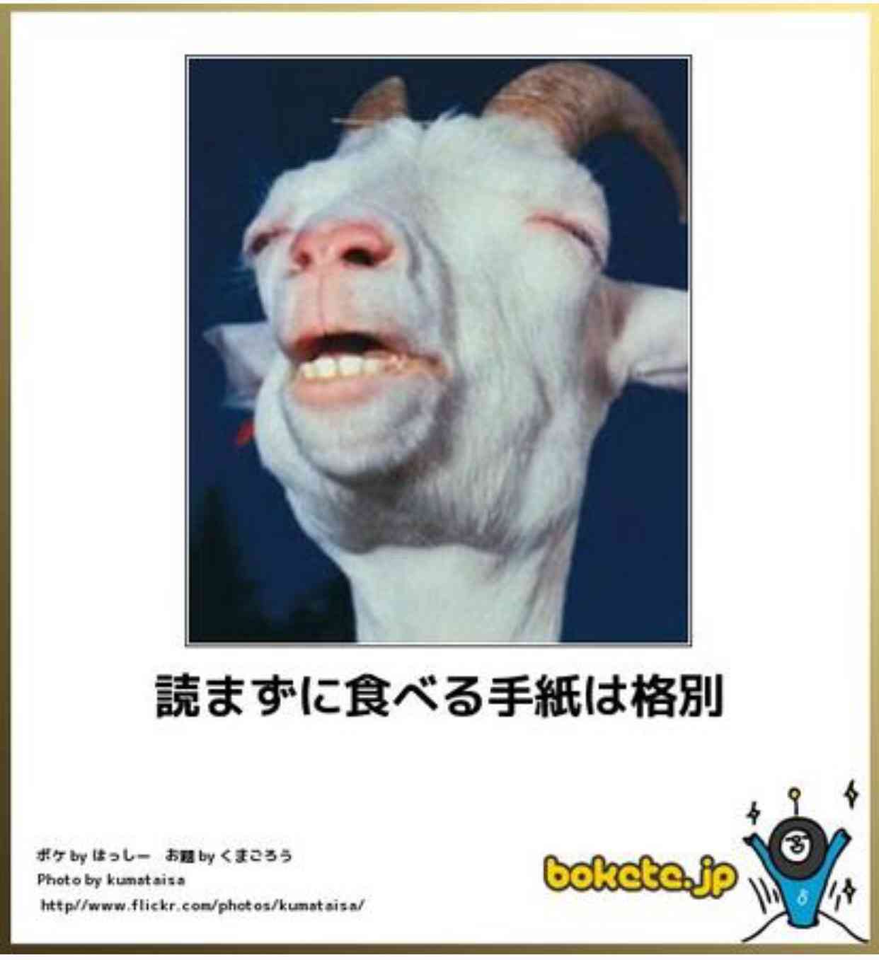 動物のボケて貼って下さい