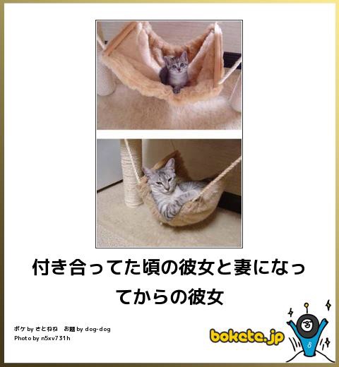 動物のボケて貼って下さい