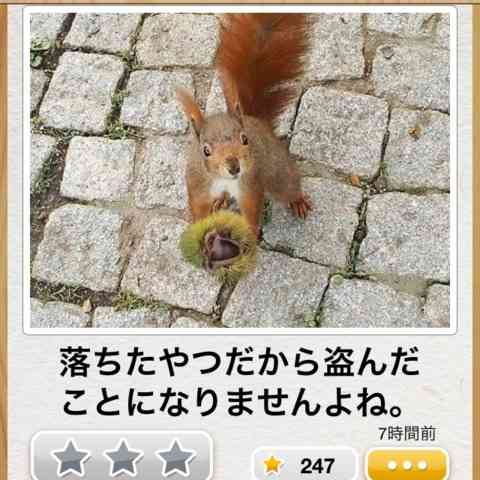 動物のボケて貼って下さい