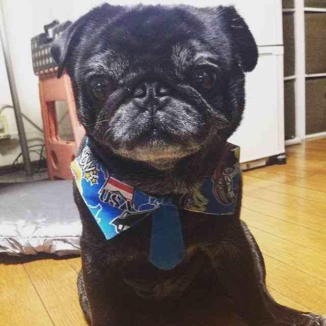 1番好きな犬の種類教えて