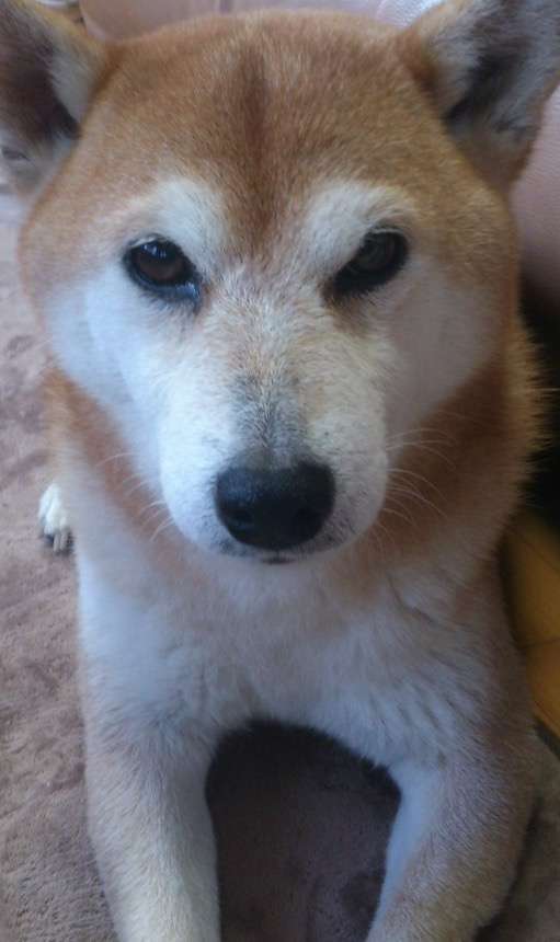 1番好きな犬の種類教えて