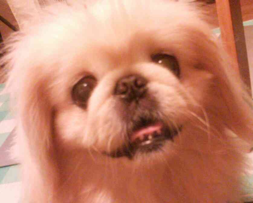 1番好きな犬の種類教えて