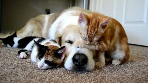 1番好きな犬の種類教えて