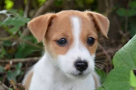 1番好きな犬の種類教えて