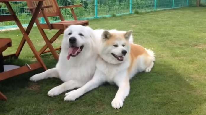 1番好きな犬の種類教えて