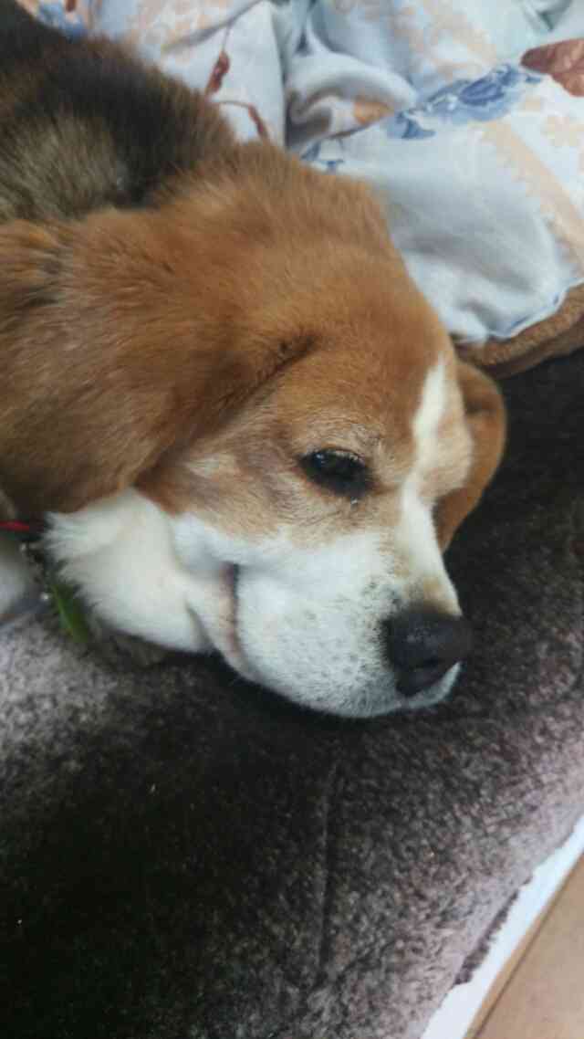 1番好きな犬の種類教えて