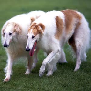 1番好きな犬の種類教えて