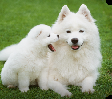 1番好きな犬の種類教えて
