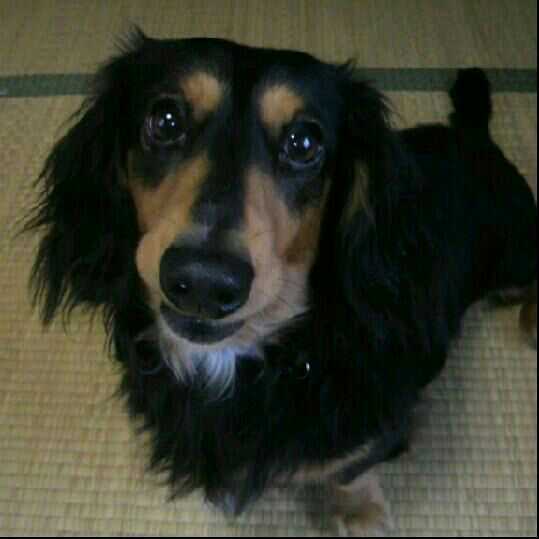 1番好きな犬の種類教えて