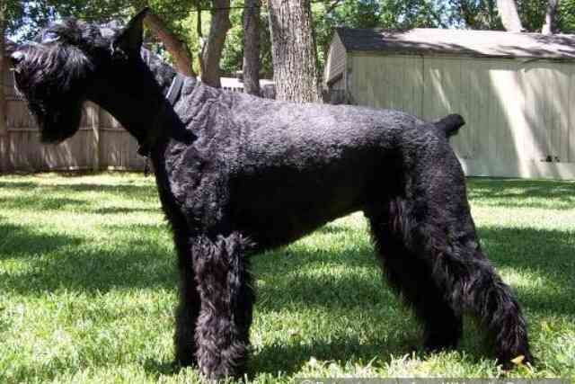 1番好きな犬の種類教えて