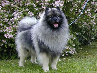 1番好きな犬の種類教えて