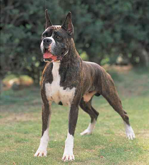 1番好きな犬の種類教えて