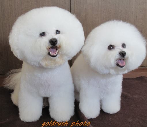 1番好きな犬の種類教えて