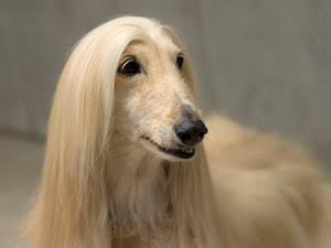 1番好きな犬の種類教えて