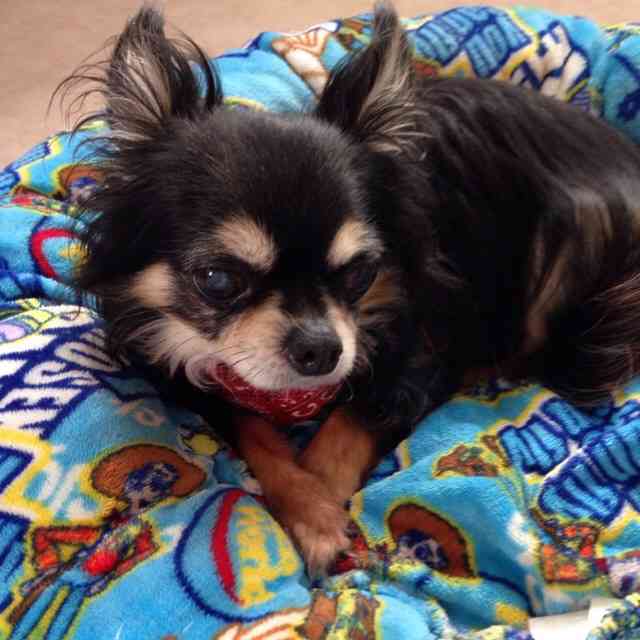 1番好きな犬の種類教えて