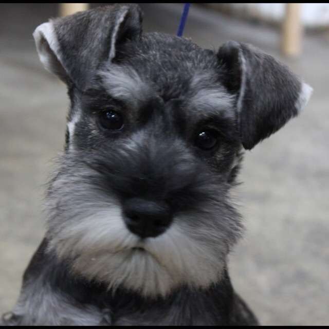 1番好きな犬の種類教えて