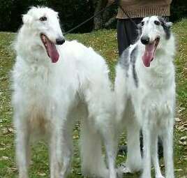 1番好きな犬の種類教えて