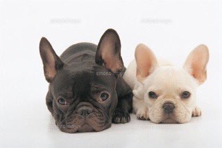 1番好きな犬の種類教えて