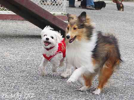 1番好きな犬の種類教えて